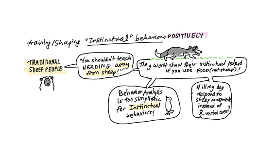 Sheep herding and R+ (Notes from VT Part 3)