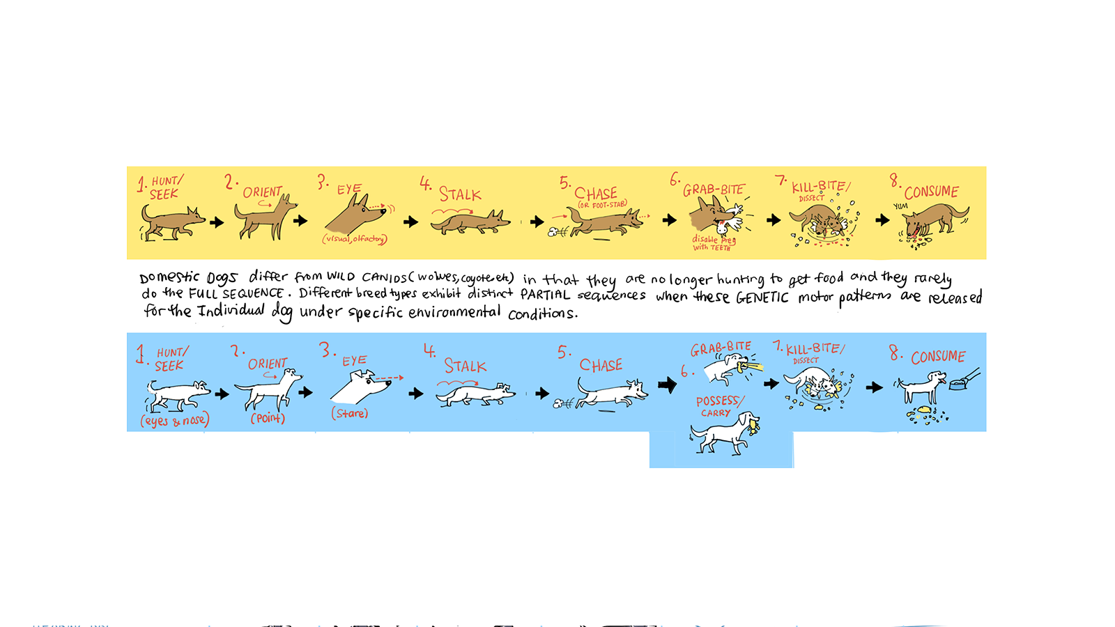 Predatorial Behaviour Signs Dog Predatory Behavior and Wellbeing – Lili Chin Art Inc