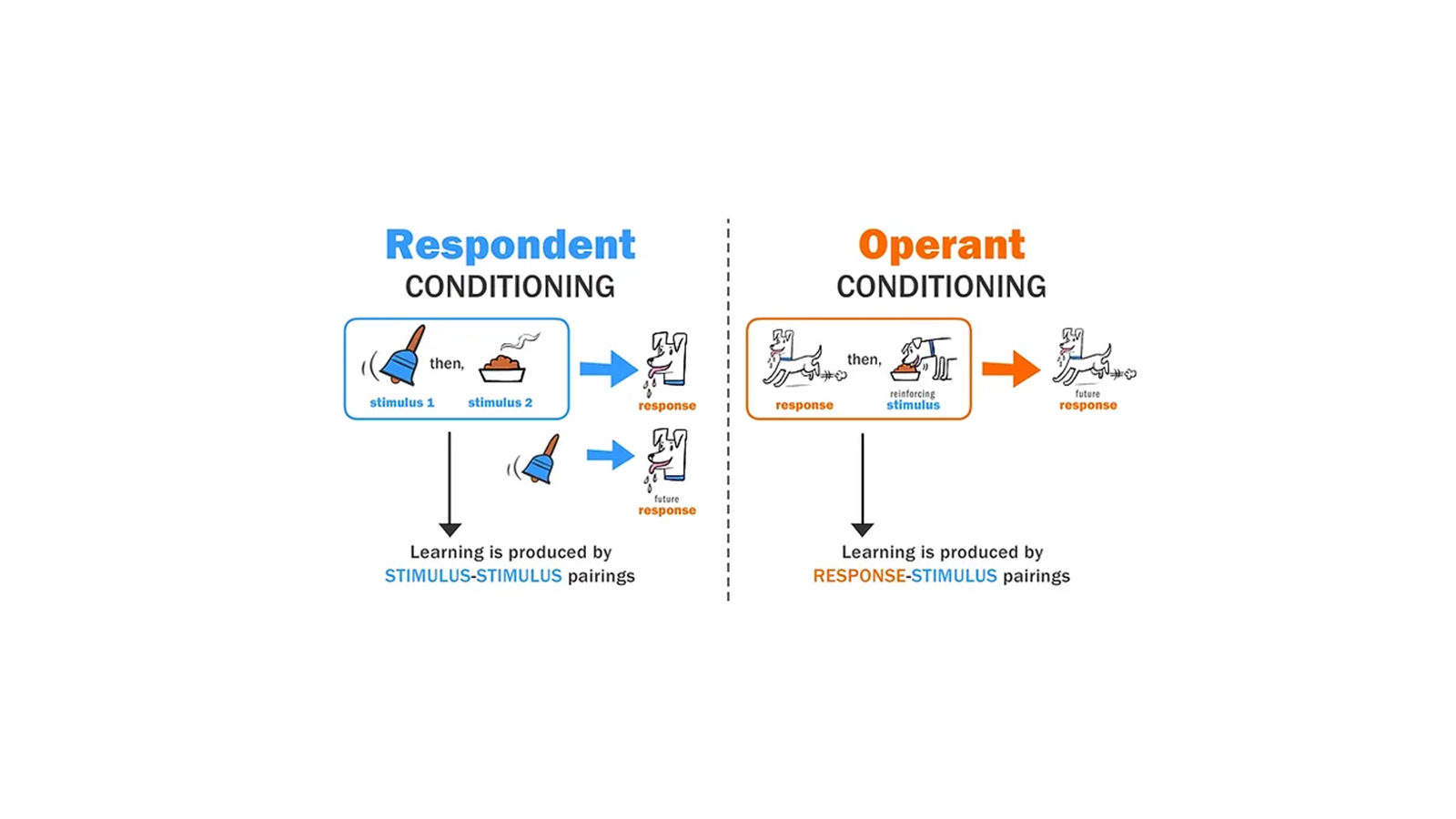 Respondent vs Operant Conditioning – Lili Chin Art Inc