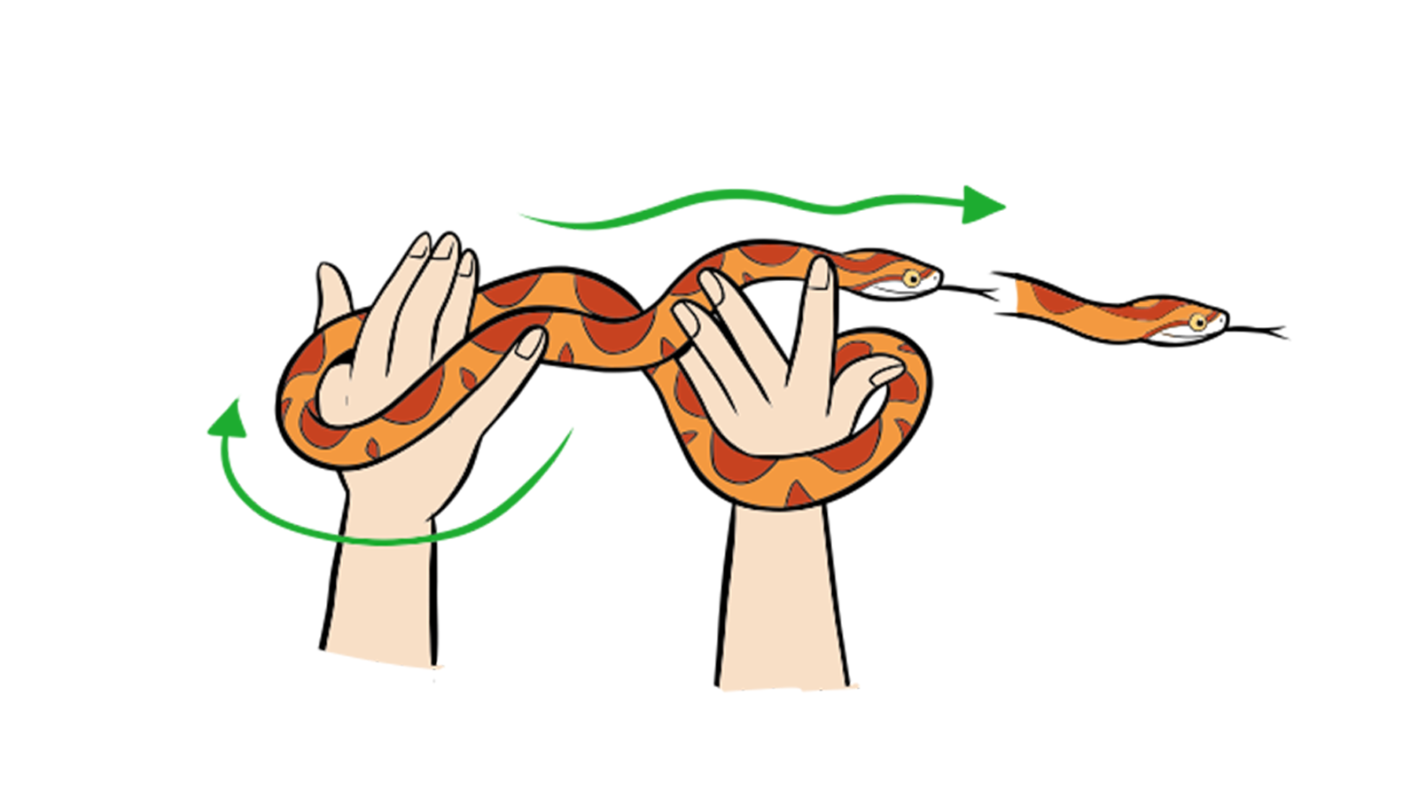 Snake Body Language Snake Body Language! – Lili Chin Art Inc