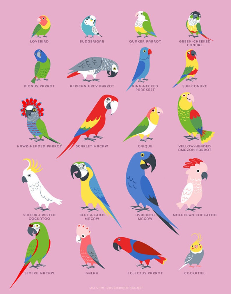 PARROTS print