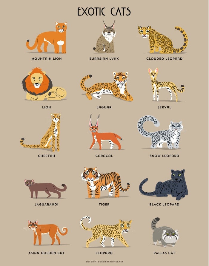 EXOTIC/WILD CATS print