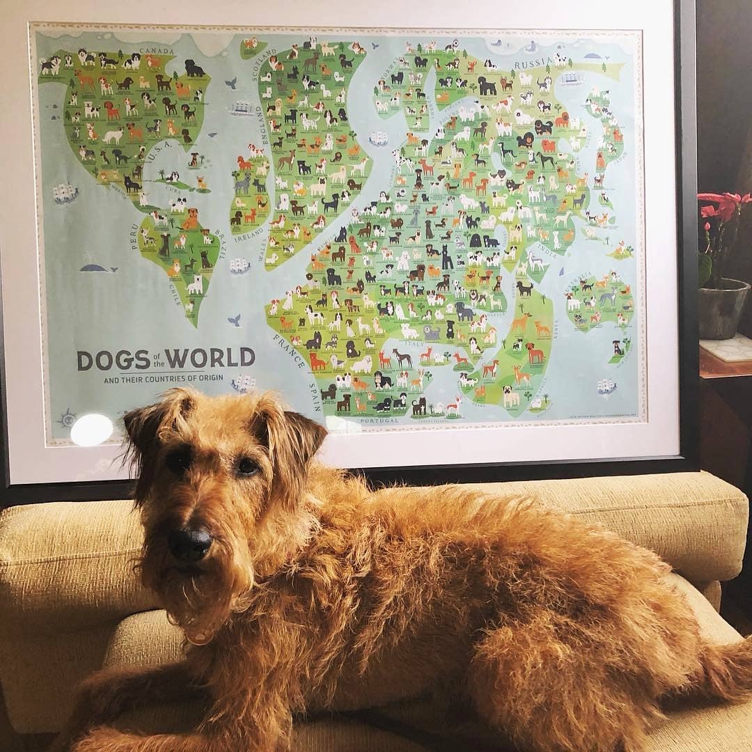 DOGS ON A MAP Poster