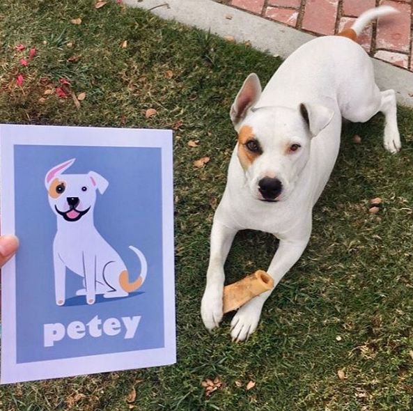 CUSTOM PET PRINT