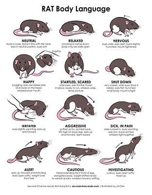 Infographics Designed & Illustrated by Lili Chin – Lili Chin Art Inc