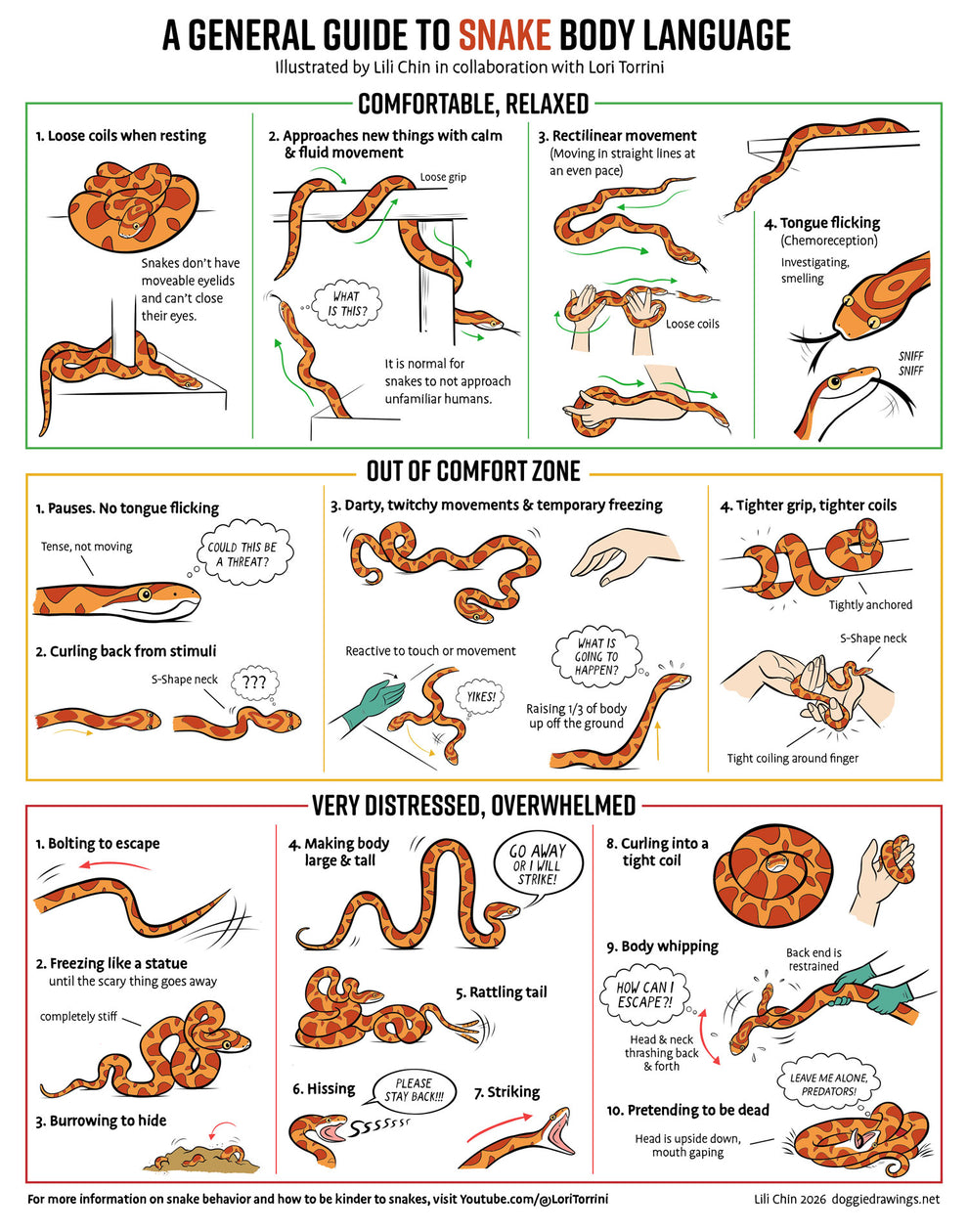 Snake Body Language – Lili Chin Art Inc